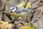 AU_JARDIN