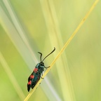 YM 220724 ZYGENE IMG 3702