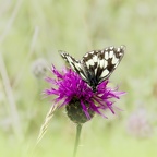 YM 010724 DEMI-DEUIL SCABIEUSE IMG 3354