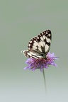 YM 010724 DEMI-DEUIL SCABIEUSE IMG 3293