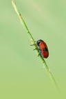 YM 010724 CERCOPE IMG 3367