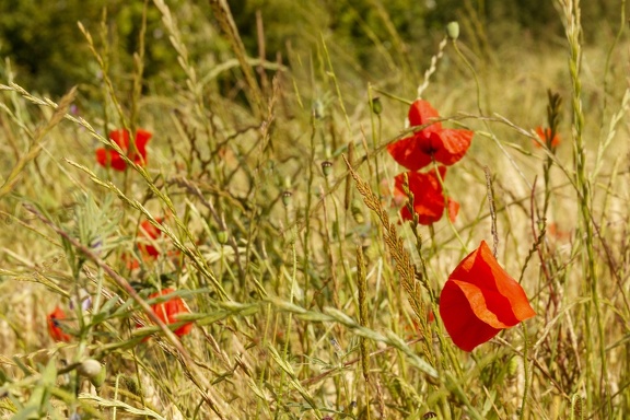 YM 010724 ROUGE IMG 3376