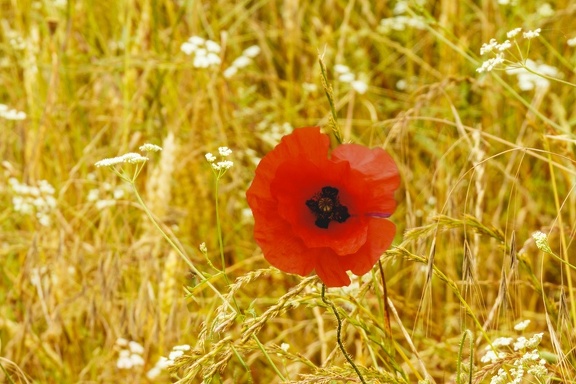 YM 010724 COQUELICOT IMG 3329