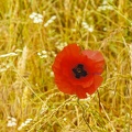 YM 010724 COQUELICOT IMG 3329