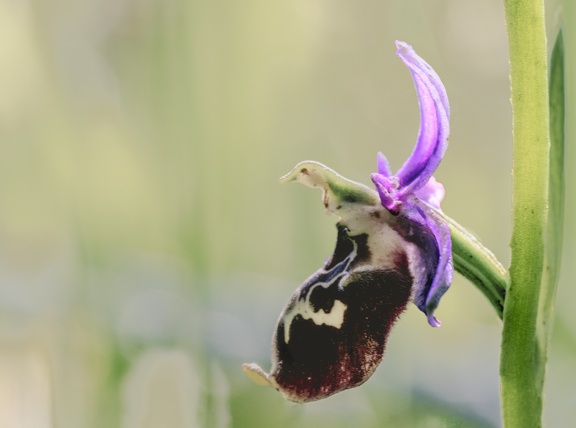 YM 060624 ORCHIS APIFERA IMG 3033