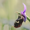 YM 060624 ORCHIS APIFERA IMG 3033