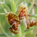 YM 060624 ORCHIS BOUC IMG 3030