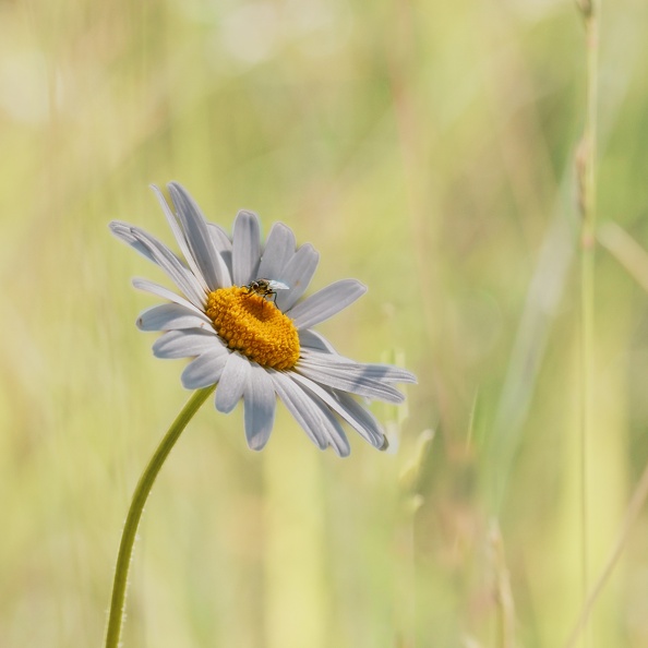 YM_060624_MARGUERITE_IMG_2993.jpg