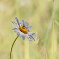YM 060624 MARGUERITE IMG 2993