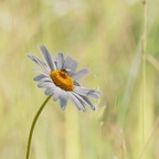 YM 060624 MARGUERITE IMG 2993