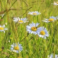 YM 060624 MARGUERITE IMG 2984