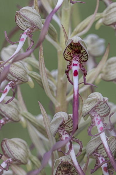 YM_060624_ORCHIS_BOUC_IMG_2975.jpg