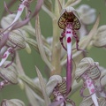 YM 060624 ORCHIS BOUC IMG 2975