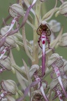 YM 060624 ORCHIS BOUC IMG 2975
