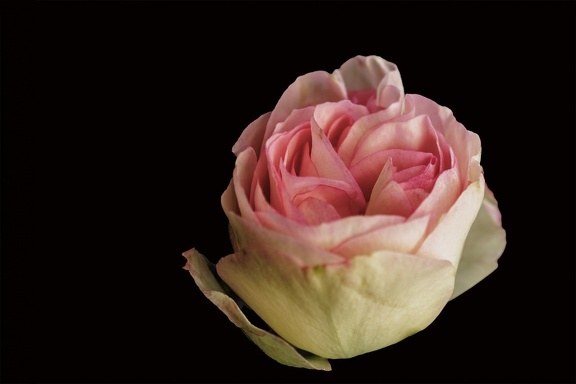 YM 030624 ROSE IMG 2924