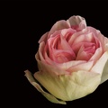 YM 030624 ROSE IMG 2924
