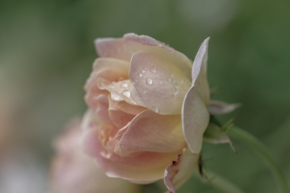 YM 310524 ROSE A LA PLUIE IMG 2914