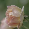 YM 310524 ROSE A LA PLUIE IMG 2914