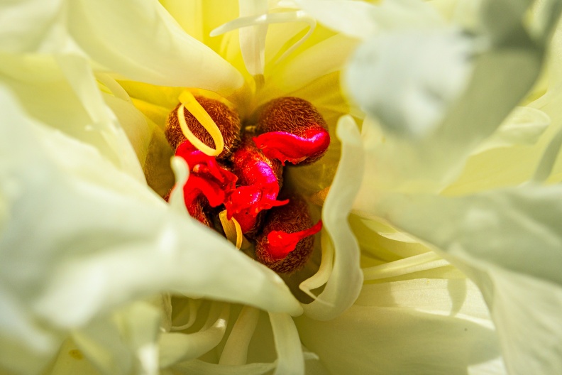 YM_200524_PIVOINE_INTIMITE_IMG_2653.jpg