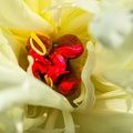 YM 200524 PIVOINE INTIMITE IMG 2653