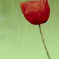 YM 180524 COQUELICOT IMG 2618