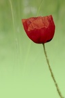 YM 180524 COQUELICOT IMG 2618