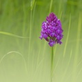 YM 180524 PYRAMIDALIS IMG 2617