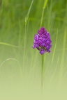 YM 180524 PYRAMIDALIS IMG 2617