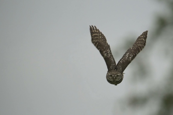 DSC09489v1v1.arw