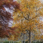 YM  202411 IMG 6710