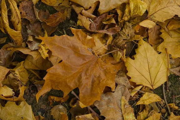 YM AUTOMNE 202411 IMG 6733