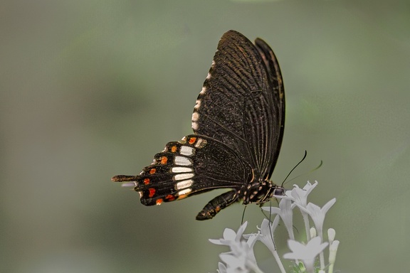 YM PAPILIO POLYTES (Morrmon Commun) 202410 IMG 6753