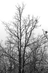 FROID-DUR