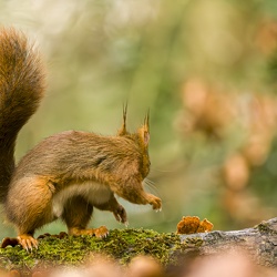 Stage photos animalières en forêt de Bercée (72)