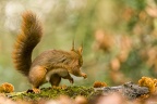 Stage photos animalières en forêt de Bercée (72)