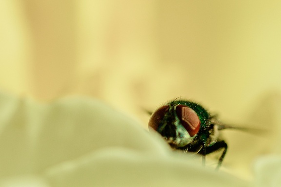 MOUCHE