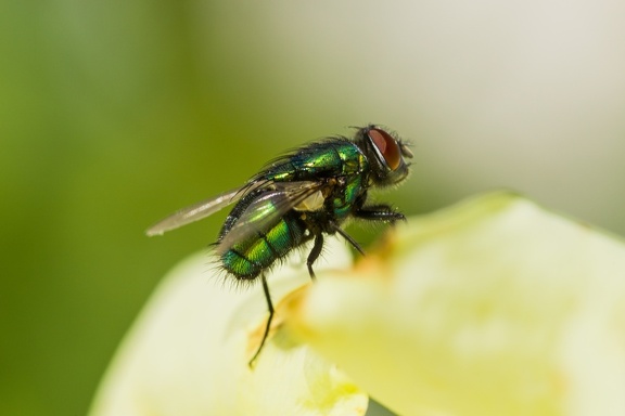 MOUCHE