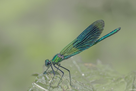ZYGOPTERE_MALE