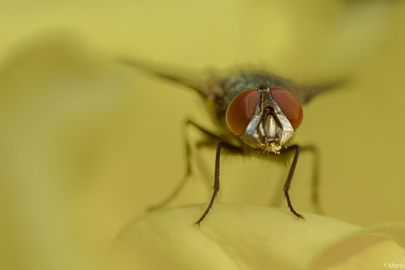 MOUCHE