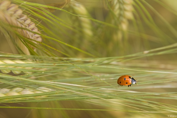 COCCINELLE SOLITUDE 202506 IMG 8804