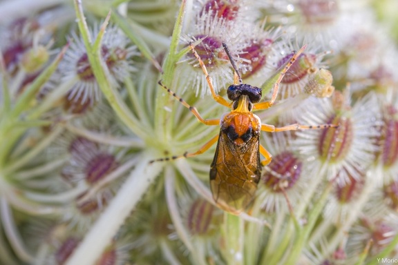 MOUCHE_ATALIA (TENTHREDE)