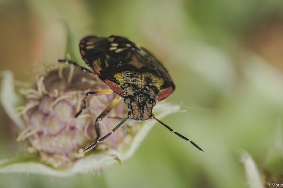 NEZARA 3-3 202509 IMG 9966