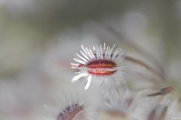 CAROTTE_SAUVAGE (GRAINE)