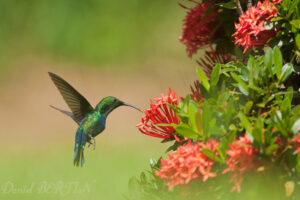 Colibri falle vert