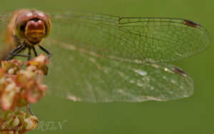 Libellule