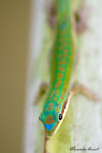 gecko