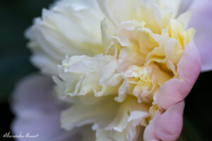 pivoine