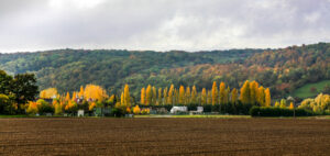 2010-10-31-43229-peupliers