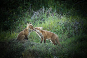 Confidences