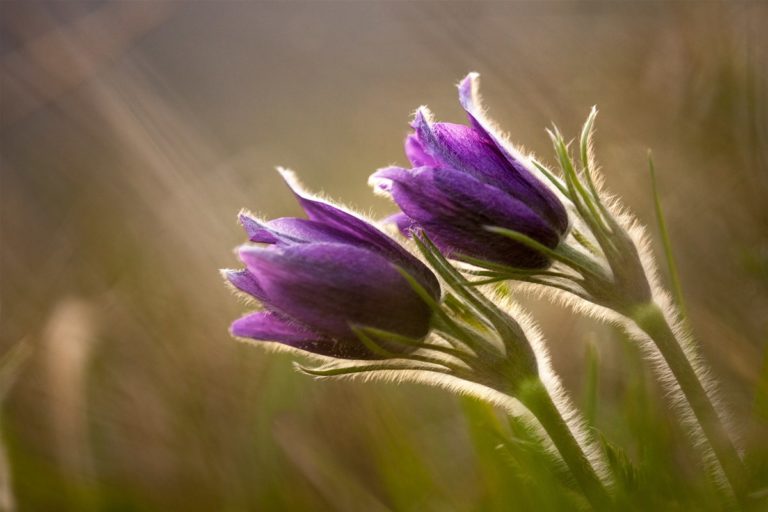 Daniel Bertin : “Proxi photo” #photodumois